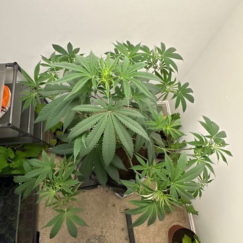 Gorrila nut #9 growlog timeline photo