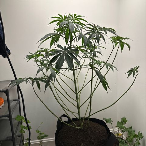Gorrila nut #9 growlog timeline photo