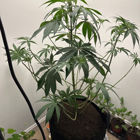 Gorrila nut #9 growlog timeline photo