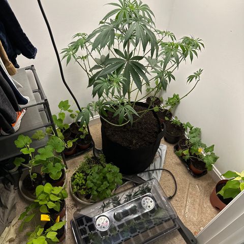 Gorrila nut #9 growlog timeline photo