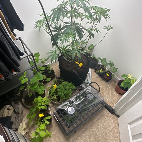 Gorrila nut #9 growlog timeline photo