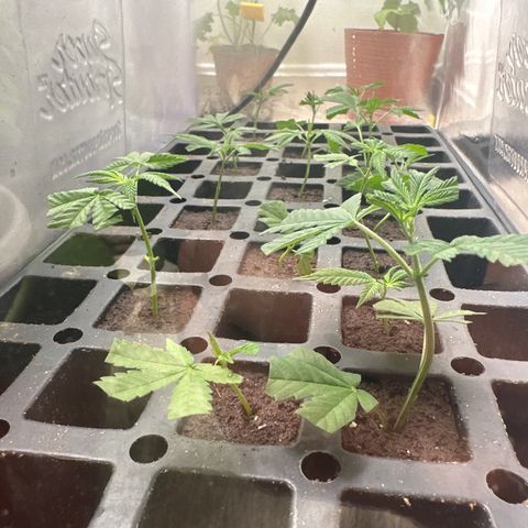 Gorrila nut #9 growlog timeline photo