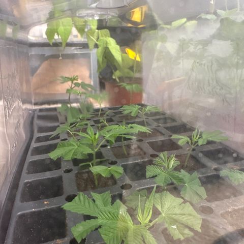 Gorrila nut #9 growlog timeline photo
