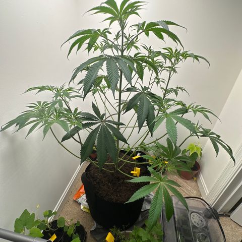 Gorrila nut #9 growlog timeline photo