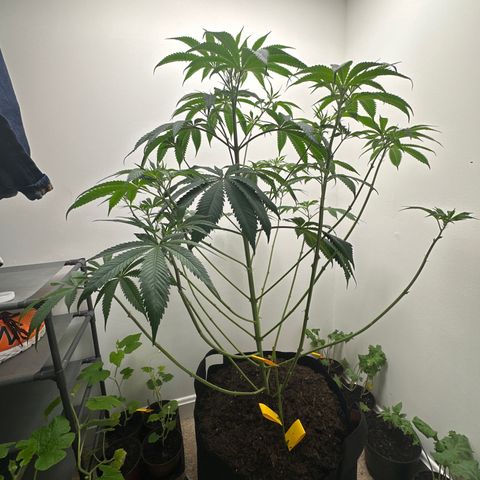 Gorrila nut #9 growlog timeline photo
