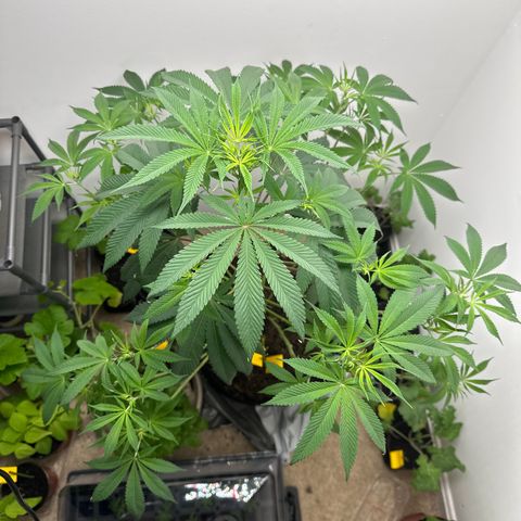 Gorrila nut #9 growlog timeline photo