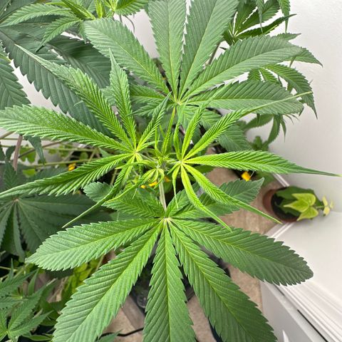 Gorrila nut #9 growlog timeline photo