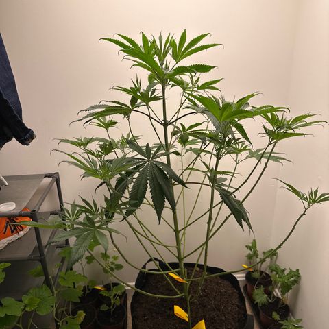 Gorrila nut #9 growlog photo: Tips of leaves pointed down