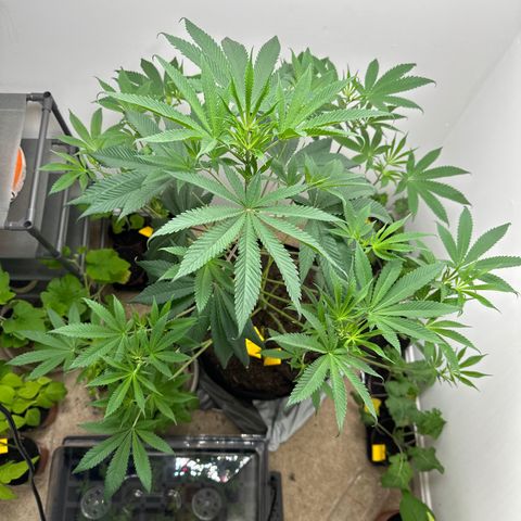 Gorrila nut #9 growlog photo: Tips of leaves pointed down