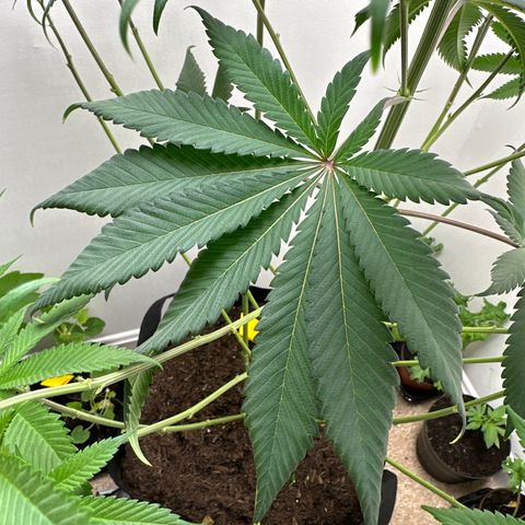 Gorrila nut #9 growlog timeline photo