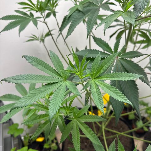 Gorrila nut #9 growlog timeline photo