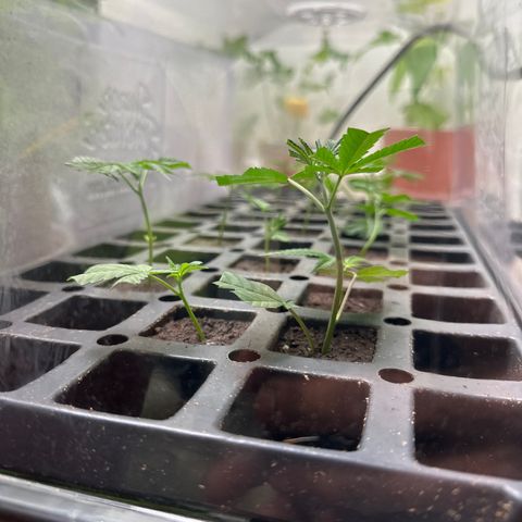 Gorrila nut #9 growlog timeline photo