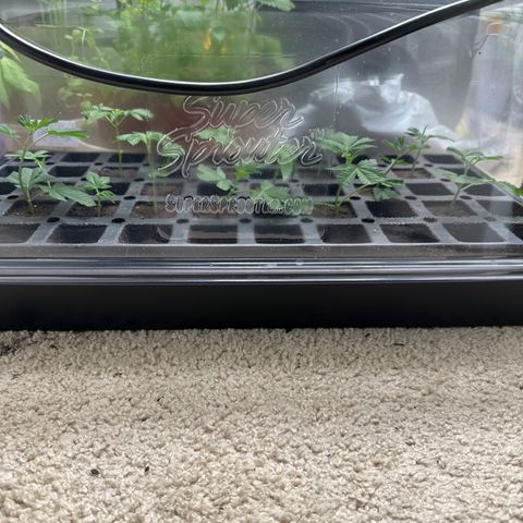 Gorrila nut #9 growlog timeline photo