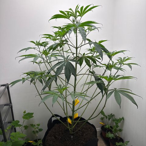 Gorrila nut #9 growlog timeline photo