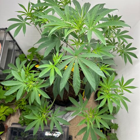 Gorrila nut #9 growlog timeline photo