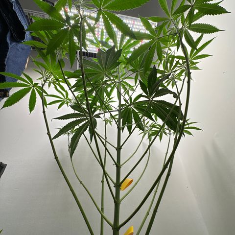 Gorrila nut #9 growlog timeline photo