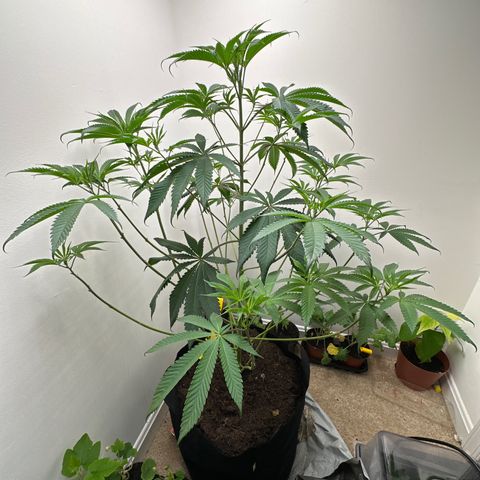 Gorrila nut #9 growlog timeline photo