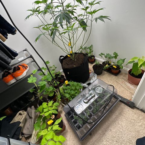 Gorrila nut #9 growlog timeline photo