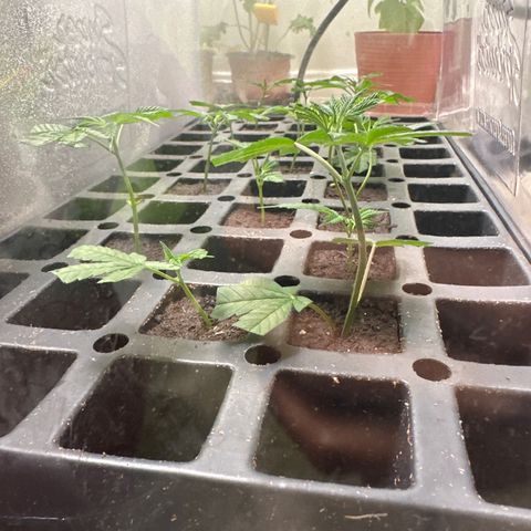 Gorrila nut #9 growlog timeline photo