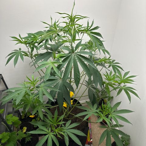 Gorrila nut #9 growlog photo: Looking to raise light- main top is looking light exhausted