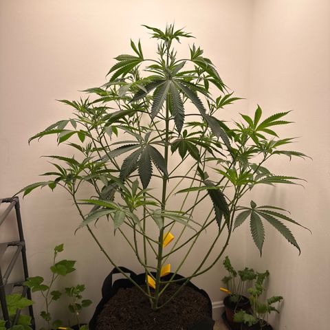 Gorrila nut #9 growlog photo: Looking to raise light- main top is looking light exhausted
