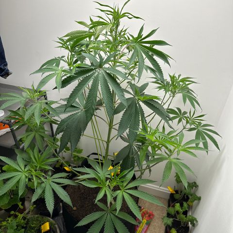 Gorrila nut #9 growlog photo: Looking to raise light- main top is looking light exhausted