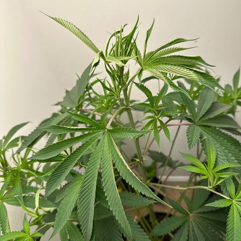 Gorrila nut #9 growlog timeline photo