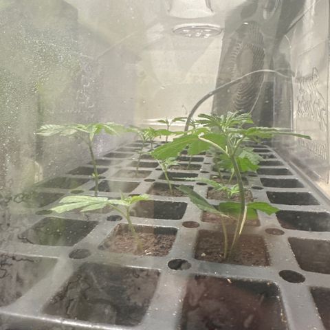 Gorrila nut #9 growlog timeline photo