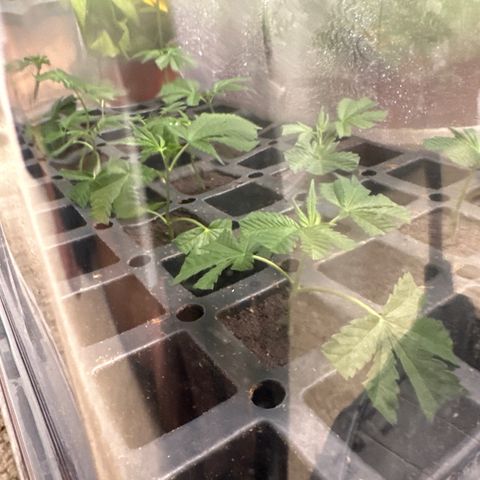 Gorrila nut #9 growlog timeline photo
