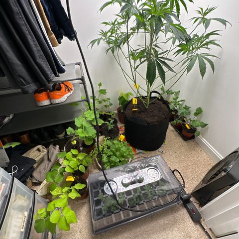 Gorrila nut #9 growlog timeline photo