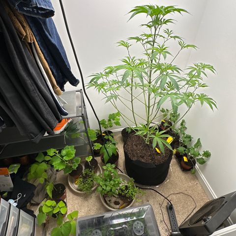 Gorrila nut #9 growlog timeline photo