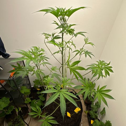 Gorrila nut #9 growlog photo: Super crop trial slight defoliation 