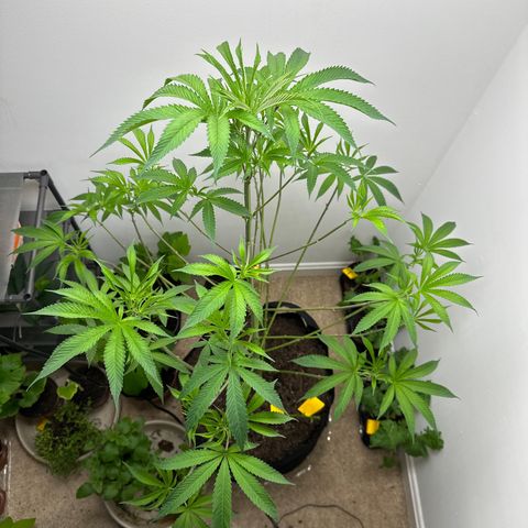 Gorrila nut #9 growlog timeline photo