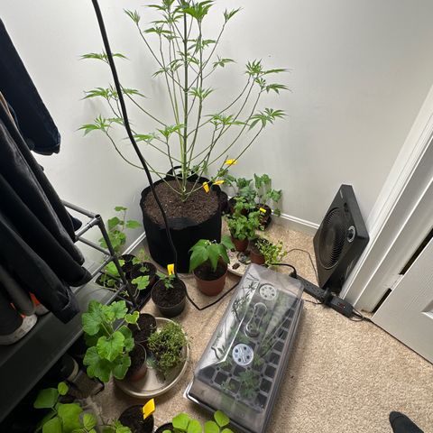 Gorrila nut #9 growlog timeline photo