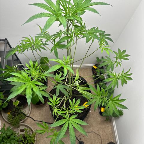 Gorrila nut #9 growlog photo: Super crop trial slight defoliation 