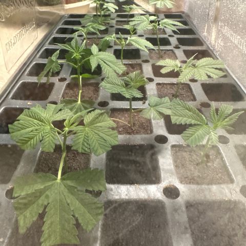 Gorrila nut #9 growlog timeline photo