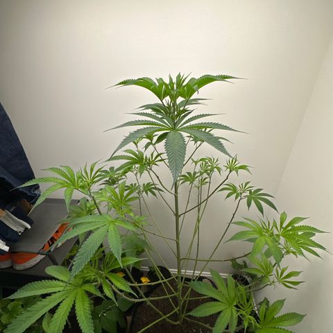 Gorrila nut #9 growlog timeline photo
