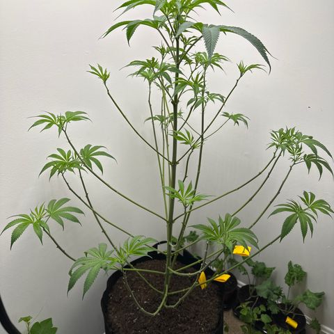 Gorrila nut #9 growlog photo: Defoliation 