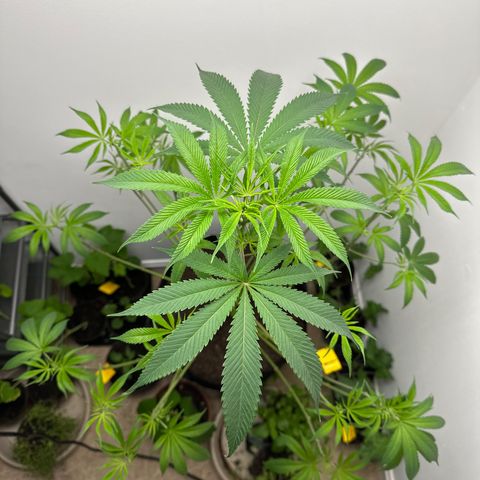Gorrila nut #9 growlog photo: Defoliation 