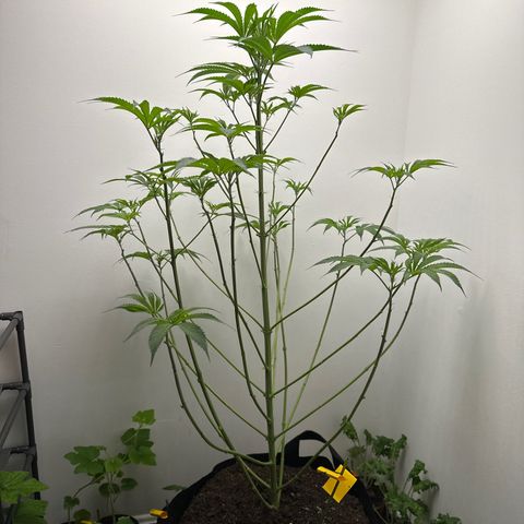 Gorrila nut #9 growlog timeline photo