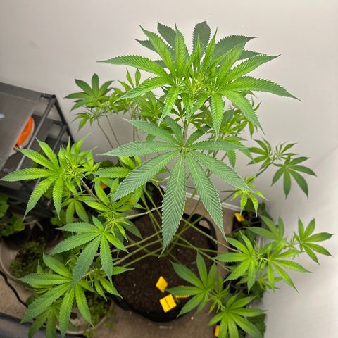 Gorrila nut #9 growlog timeline photo