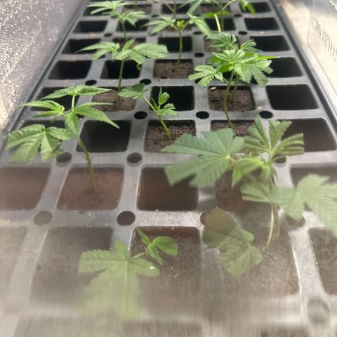 Gorrila nut #9 growlog timeline photo