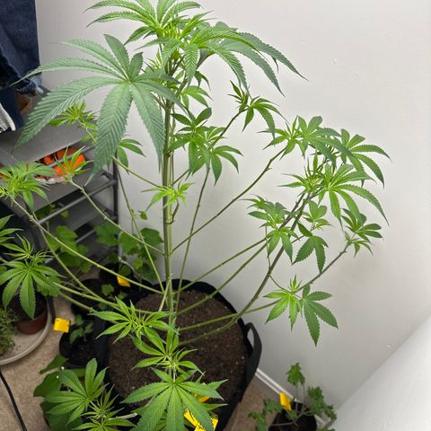 Gorrila nut #9 growlog photo: Defoliation 