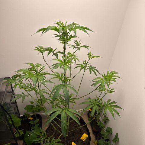Gorrila nut #9 growlog timeline photo