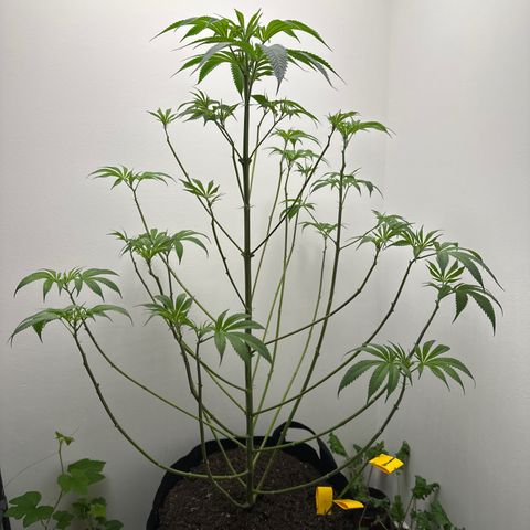 Gorrila nut #9 growlog photo: Defoliation 