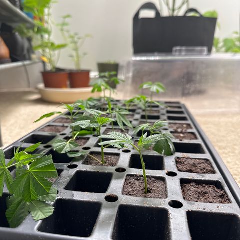 Gorrila nut #9 growlog timeline photo