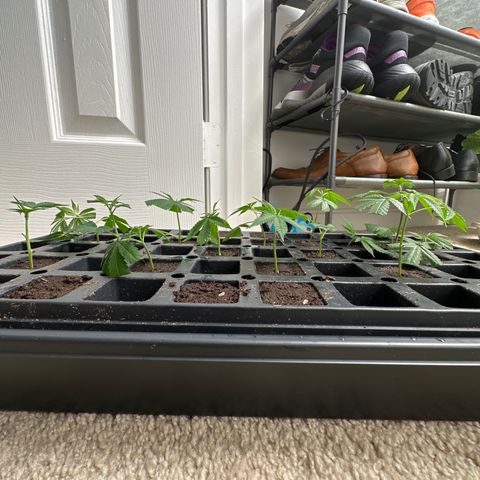 Gorrila nut #9 growlog timeline photo