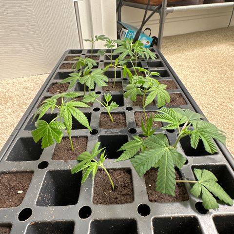 Gorrila nut #9 growlog timeline photo