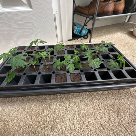 Gorrila nut #9 growlog timeline photo