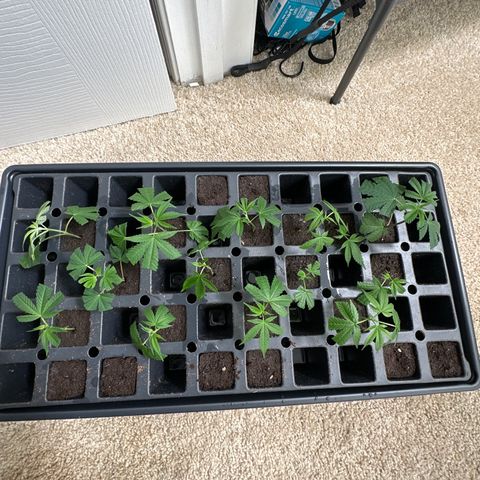 Gorrila nut #9 growlog timeline photo
